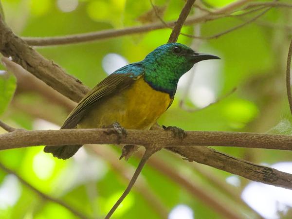 <h3><a href="/trips/gambia/biota/animalia/chordata/aves/040 passeriformes/112 nectariniidae/hedydipna collaris/hedydipna collaris-nl.html">Hedydipna&nbsp;collaris</a> / Collared&nbsp;sunbird / Halsbandhoningzuiger</h3>OM-1 Mark II met OLYMPUS M.150-400mm F4.5, 1/2000 sec  bij F4.5, ISO 10000, afstand 6.18&nbsp;m